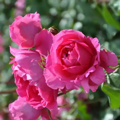 Trandafiri climber - Trandafiri - Pink Cloud - 